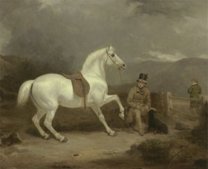 Gray Shooting Pony do Sr. Johnstone King esperando com um noivo em um mouro escocês