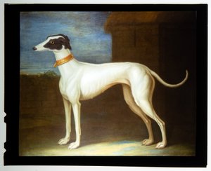 Um galgo favorito de Thomas of Pall Mall Butler