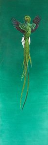Quetzal (aquarela e guache sobre papel) de Tim Hayward