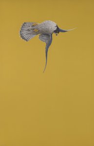 Stoop Amarelo de Tim Hayward