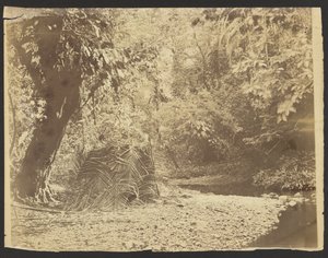 [Cena da selva: Vista de uma cabana de palha com folhas de palmeira, Istmo de Darién (Panamá)] de Timothy H. OSullivan