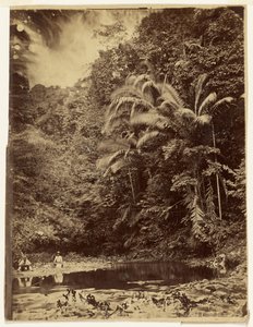 [Cena da selva com palmeiras e outra vegetação densa, Expedição de Darién, Istmo do Panamá] de Timothy H. O