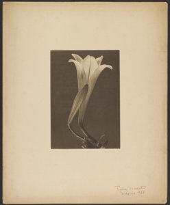 N.º 1. de Tina Modotti