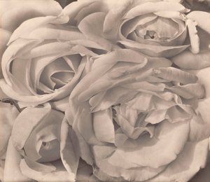 Roses, México por Tina Modotti de Tina Modotti