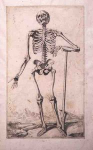 Estudo anatômico, de Domenico Maria Bonavera (b.1640) (água forte e ponto seco)