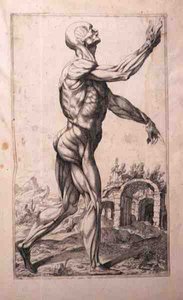 Estudo anatômico, de Domenico Maria Bonavera (b.1640) (água forte e ponto seco)
