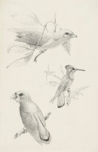 Três Pássaros de Titian Ramsay Peale