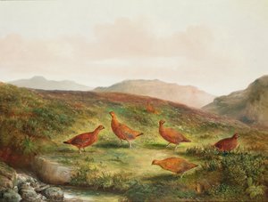 Galo silvestre em uma paisagem Moorland
