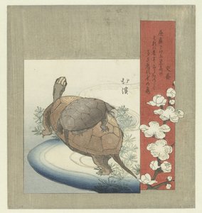 tartarugas de Totoya Hokkei