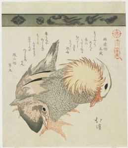 Pato Mandarim e Drake, c. 1830