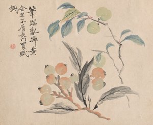 Nespereira do Japão.