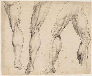 Perna. Estudos de anatomia de Ubekendt