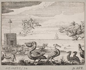 Pelicanos de Ubekendt