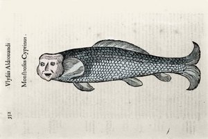 Representação de peixes Nicolas Plate ilustrada com um manuscrito de História Natural de Ulisse Aldrovandi (1522-1605), fontes de Ulisse Aldrovandi, Biblioteca da Universidade de Bolonha, ed. 1603.