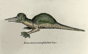Representação de um dragão marinho. Placa de um manuscrito de História Natural de Ulisse Aldrovandi (1522-1605) sobre monstros