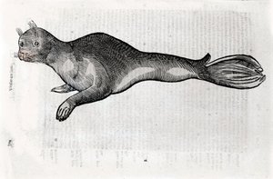 Representação de uma placa de selo ilustrada a partir de um manuscrito de História Natural de Ulisse Aldrovandi (1522-1605), fontes de Ulisse Aldrovandi, Biblioteca Universitária de Bolonha, ed. 1603.