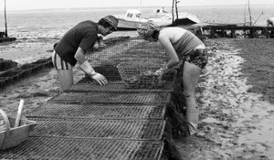 6080 C18 Ostregrower in Vendee Oyster Agosto 1974 de Unbekannt