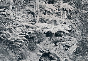 Uma floresta de samambaias de árvore, Leura, montanhas azuis, c1900. de Unbekannt