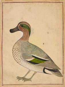Uma cerceta de asas verdes, ca. 1730. de Unbekannt
