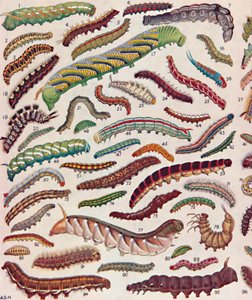Centenas de Knds diferentes de lagartas de borboletas e mariposas, 1935 de Unbekannt