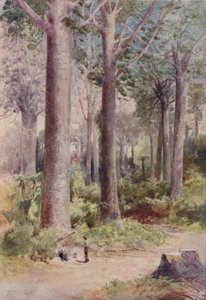 Floresta Kauri, 1923. de Unbekannt
