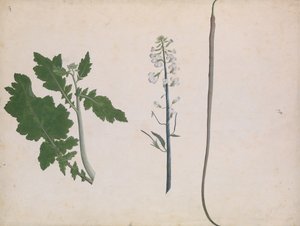 Uma planta, semente e flor de rabanete, final do século XVIII. de Unbekannt