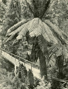 Uma ponte rústica, 1901. de Unbekannt