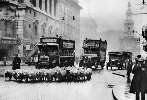 Um rebanho de ovelhas na Strand, Londres, 1926-1927 de Unbekannt