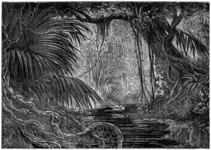 Uma cena de floresta no Peru, 1877 de Unbekannt