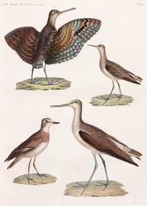 Uma série de ilustrações coloridas de aves em página inteira de Unbekannt