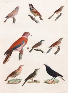 Uma série de ilustrações coloridas de aves em página inteira de Unbekannt
