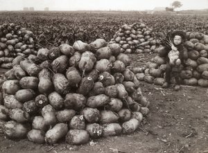 Uma garotinha com pilhas de nabos colhidos, perto de Landskrona, Suécia, 1910 de Unbekannt