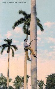 Um homem escalando uma palmeira, Cuba, 1911 de Unbekannt