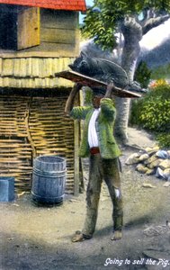 Um homem a caminho do mercado para vender um porco, Jamaica, c1900s de Unbekannt