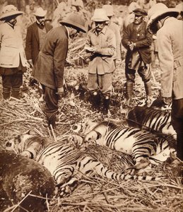 Um saco real de tigres, 1911 1935. de Unbekannt
