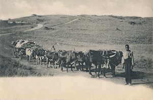 Um vagão de boi típico - África do Sul, início do século XX. de Unbekannt