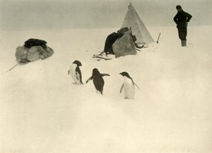 Os pinguins de Adélia visitam um acampamento c1908, 1909. de Unbekannt