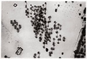 Vista aérea de sombras de palmeiras no deserto da Arábia, de um Zeppelin, 1931 1933 de Unbekannt