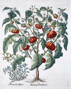 Plantas africanas de tomate e manjerona, 1613 de Unbekannt