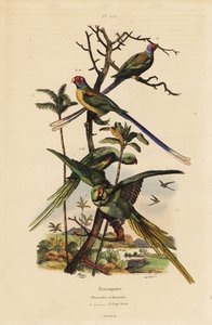 Periquito Alexandrino, Psittacula eupatria, Psittacula longicauda Perruche d