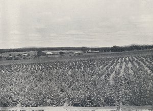Um vinhedo australiano, 1923. de Unbekannt