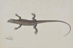 Um lagarto indiano Bish-Copra, ca. 1790. de Unbekannt