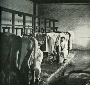 Um galpão de ordenha atualizado na fazenda Walker-Gordon, 1902. de Unbekannt