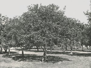 Um bosque de laranja perto da cidade, Santo Agostinho, EUA, 1895. de Unbekannt