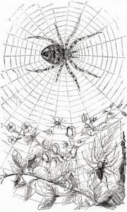 Uma aranha orbital ou um araneóide. de Unbekannt