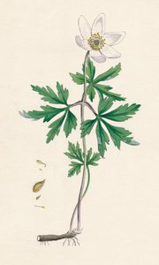 Anêmona nemorosa. Anêmona de madeira, século XIX de Unbekannt