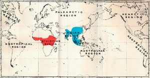 Anthropoidea - Distribuição de mapas Géneros Semnopithecus Blue, Nasalis Brown, Colobus Red, 1897 de Unbekannt