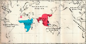 Anthropoidea - VI. Mapa de distribuição de várias espécies Blue e Macacus Red, 1897 de Unbekannt