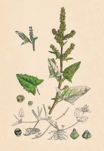 Atriplex deltoidea. Orache com folhas triangulares, século XIX de Unbekannt