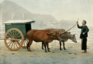 Attelage Annamite, Annamite Yoke, 1900. de Unbekannt